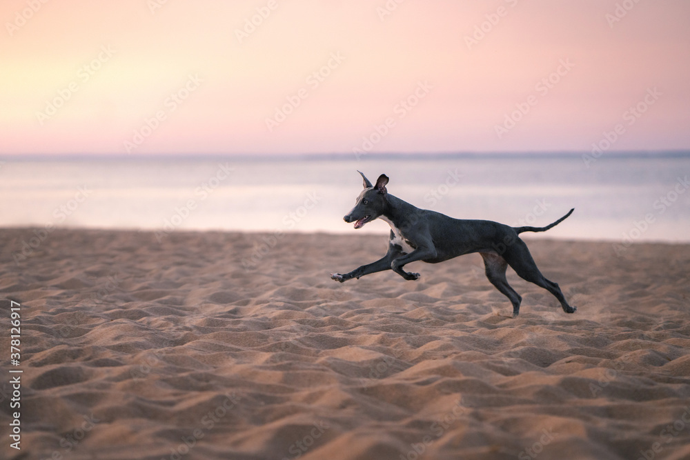 dog runs along the beach at sunset. Whippet plays in the sand