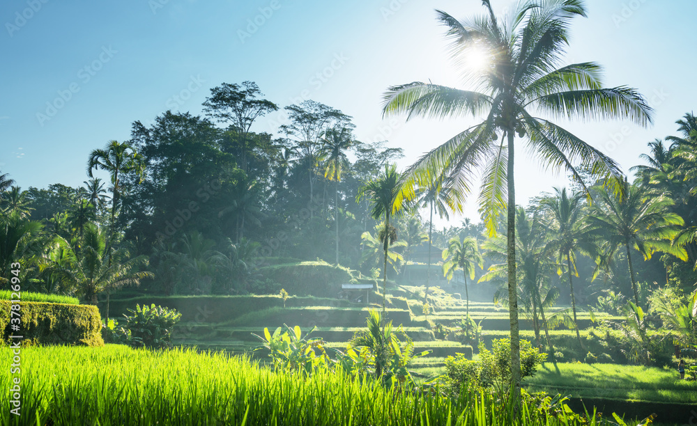 Obraz premium Tegalalang rice terrace, Bali, Indonesia