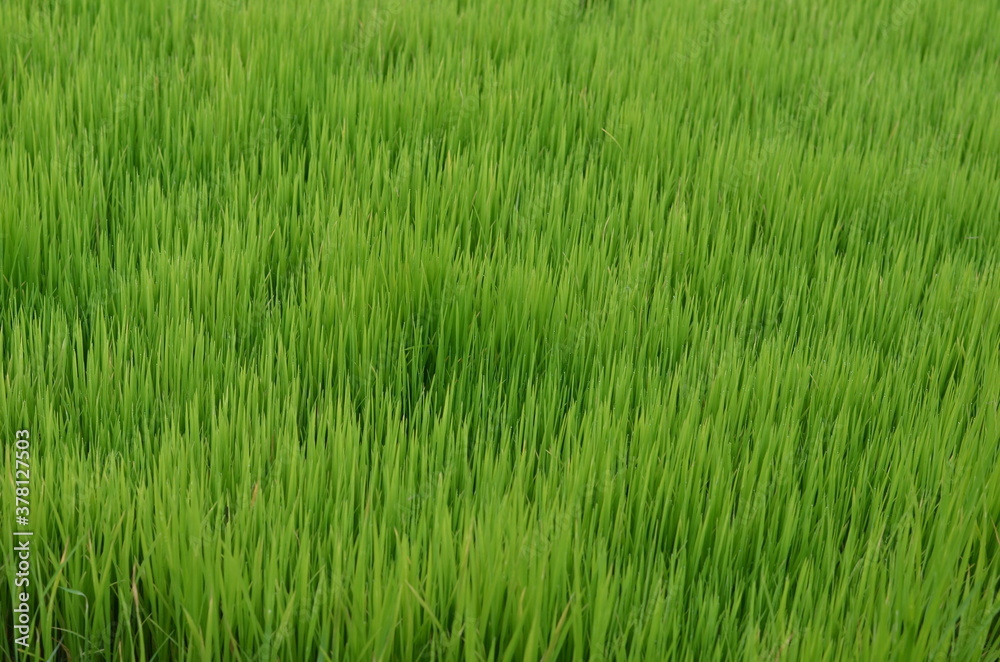 Beautiful green rice plant or grass in the morning in the agricultural field.Baby rice plant for sowing in the field with the hope of good harvest Beautiful green rice plant or grass in the morning in the agricultural field.Baby rice plant for sowing in the field with the hope of good harvest