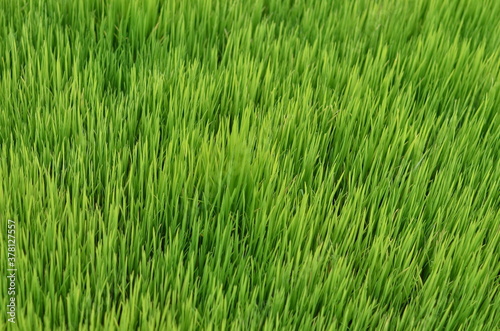 Beautiful green rice plant or grass in the morning in the agricultural field.Baby rice plant for sowing in the field with the hope of good harvest