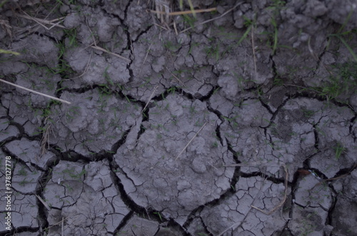 Drought and cracked land in rice fields