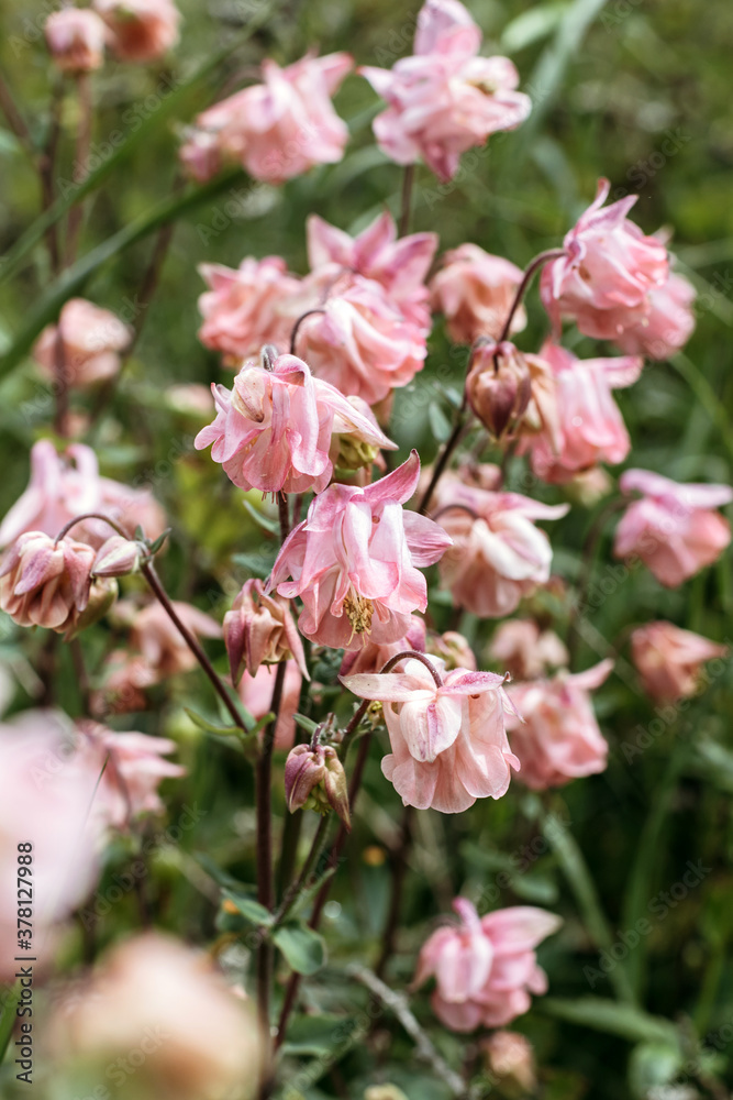 Pink flowers grow in garden. Beautiful flowers fade. The process of aging and wilting. Vertical photo. Pink flowers grow in garden. Beautiful flowers fade. The process of aging and wilting. Vertical photo.