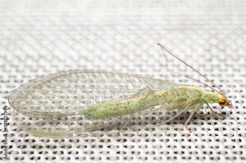 a green lacewing resting on a white window curtain