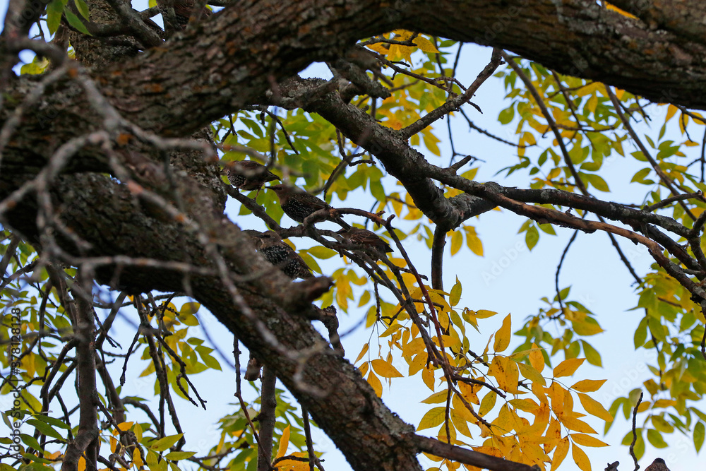 Fototapeta premium Étourneau sansonnet dans un arbre en automne
