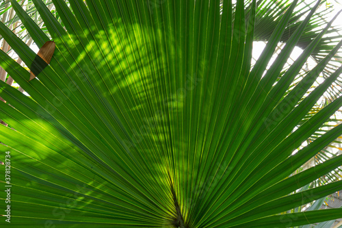 palm tree leaf