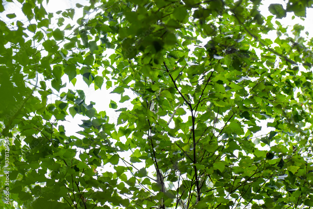 Spring landscape of trees against the sky. Green trees at the top of the forest, blue sky, bottom view Spring landscape of trees against the sky. Green trees at the top of the forest, blue sky, bottom view