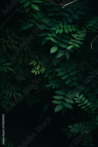Dark green tropical leaves background 