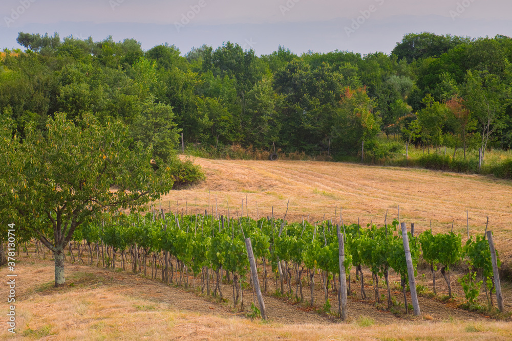 Fototapeta premium The beautiful vineyard of Istria, Croatia, on sunny day
