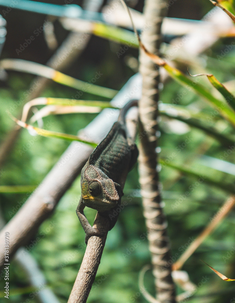 Chamäleon - Reptilien im Tropischen Wald Chamäleon - Reptilien im Tropischen Wald