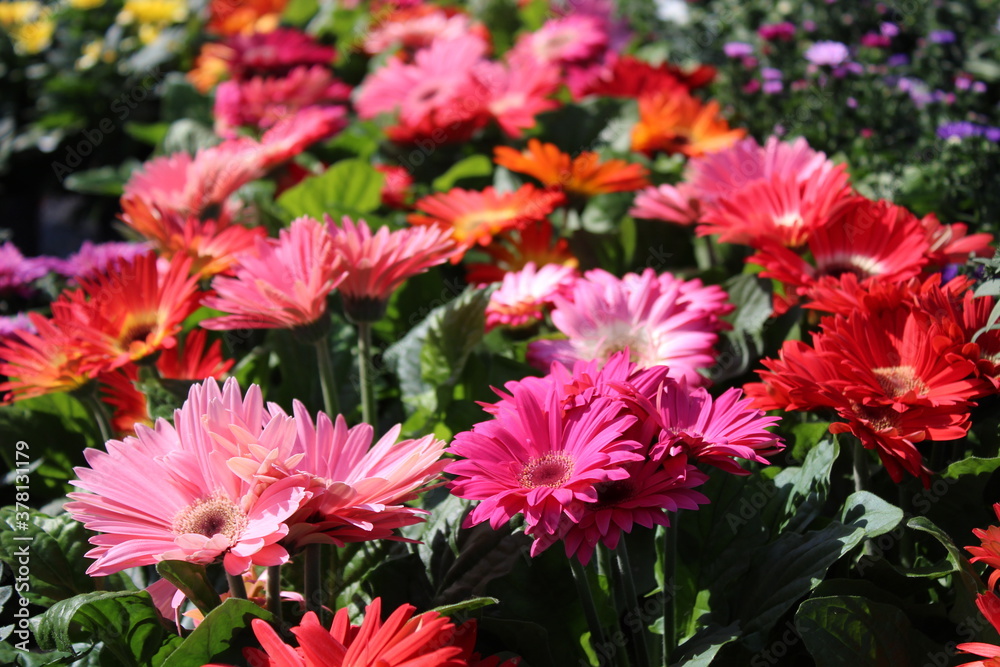 Gerbera Gerbera