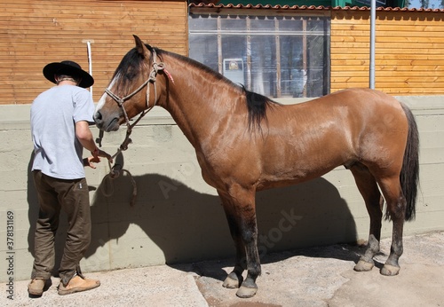 Cavalo Crioulo photo