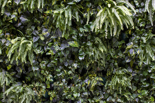 Wallpaper Mural Trend biophilic design. Wall from plants, vertical garden,urban jungle, modern interior decoration. Concept eco decor of urban environment or private housing Torontodigital.ca