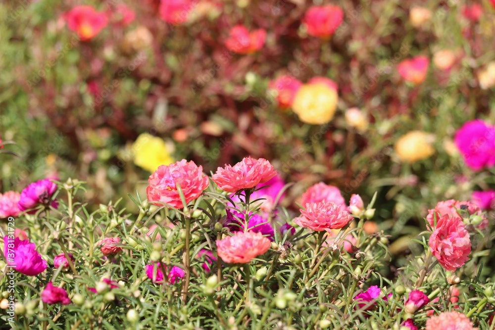 select focus Portulaca or Sun Plant flowers in garden select focus Portulaca or Sun Plant flowers in garden