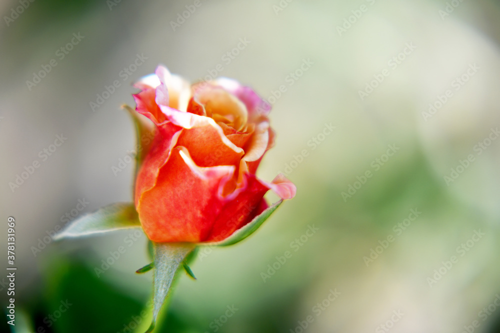 Wild beauty flower with nectar blooming in field countryside Wild beauty flower with nectar blooming in field countryside