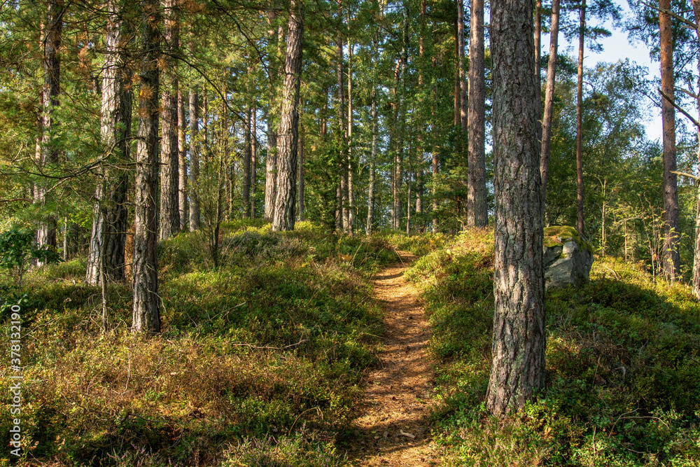 Fototapeta premium footpath in the forest