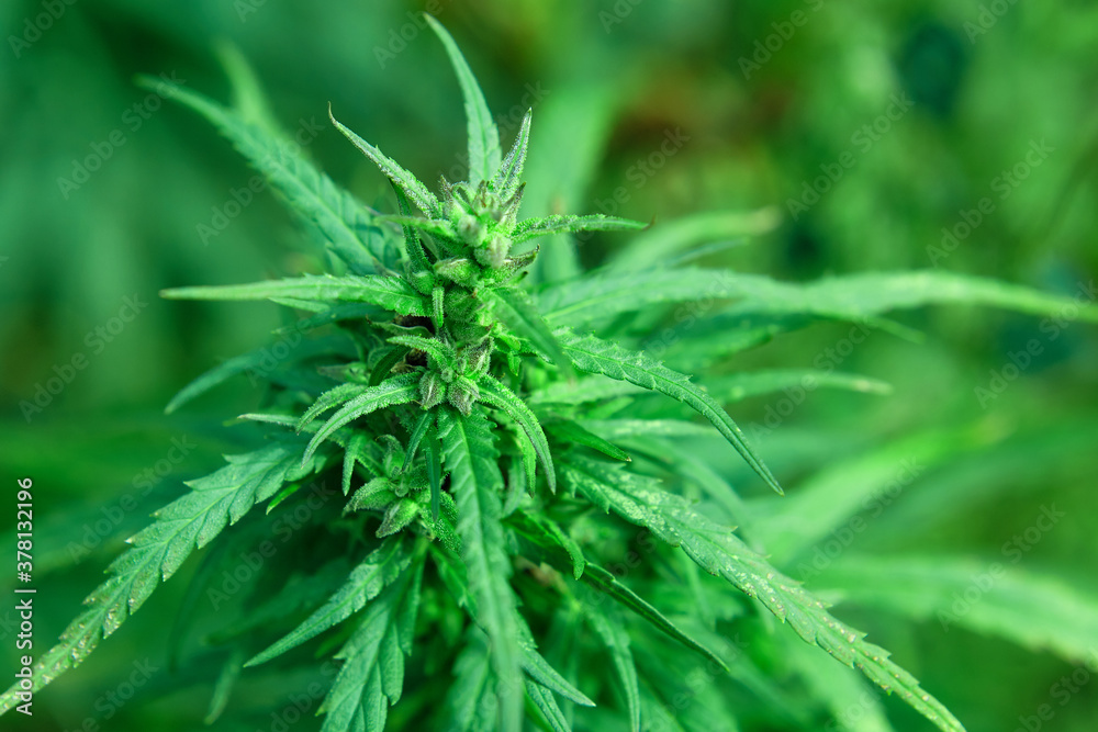 The wild female hemp Cannabis sativa plant medical cannabis in nature with blur background. Wild cannabis bud or fruit or enclosed in hairy bract. Close-up. The wild female hemp Cannabis sativa plant medical cannabis in nature with blur background. Wild cannabis bud or fruit or enclosed in hairy bract. Close-up.