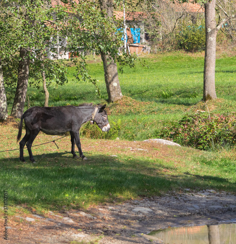 Donkey standing on a green meadow near a farm in the end of summer