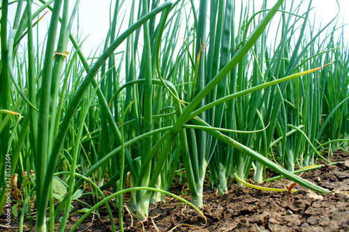 Fresh green onion in field.