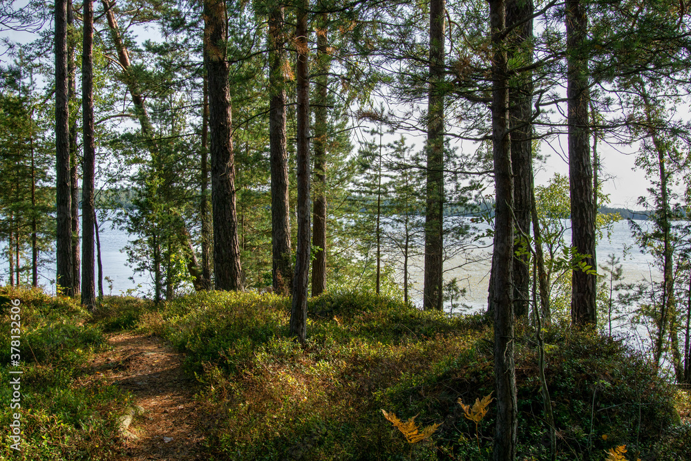 Obraz premium trees in the forest