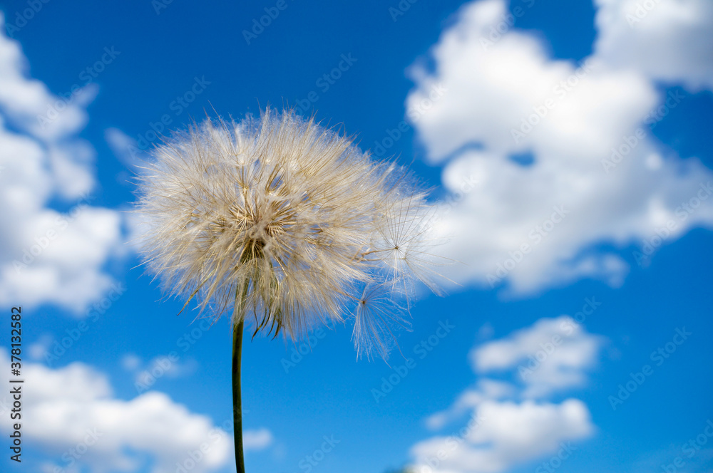 Dandelion over blue sky with clouds Dandelion over blue sky with clouds