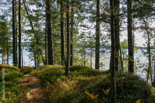 trees in the forest
