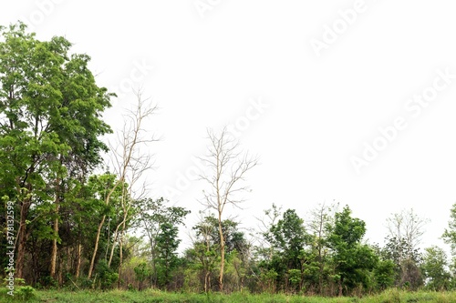 The forest is located separately on a white background.