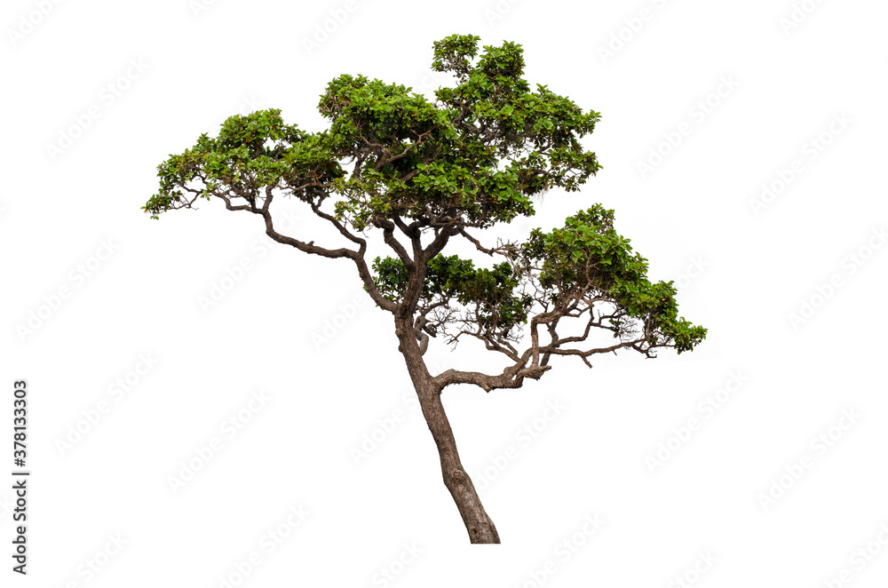 Trees isolated on white background