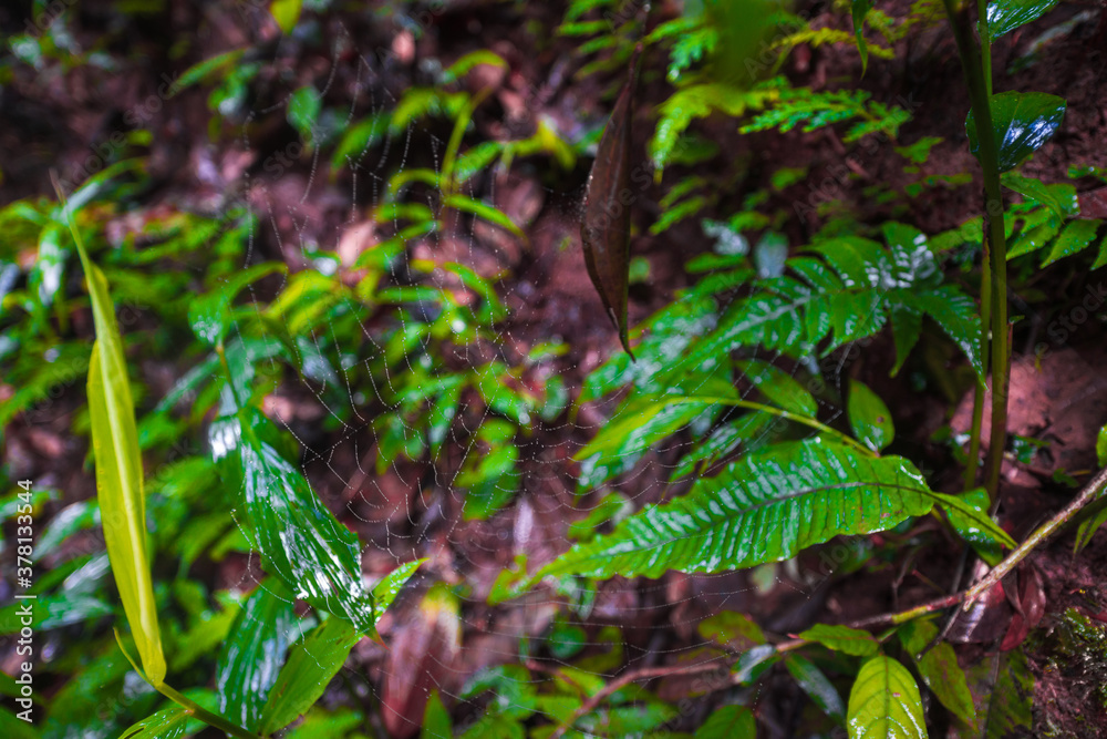 Leaves with spider webs in the rainy season, Defocus Leaves with spider webs in the rainy season, Defocus