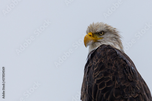 Close-up of a Bald Eagle looking for prey, space for writing  © Aaron J Hill