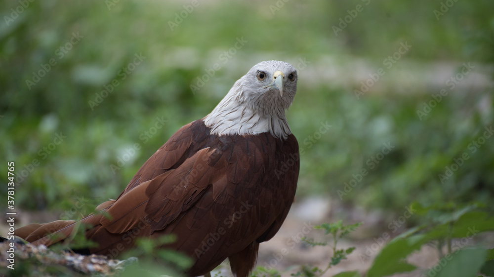 Fototapeta premium close up red tailed hawk buteo 