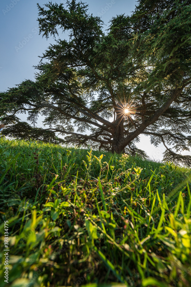 Cedar of Lebanon, La Morra, Langhe, Piedmont, Italy Cedar of Lebanon, La Morra, Langhe, Piedmont, Italy