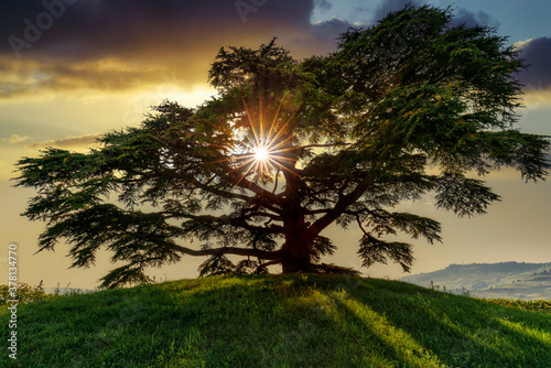 Cedar of Lebanon, La Morra, Langhe, Piedmont, Italy photo