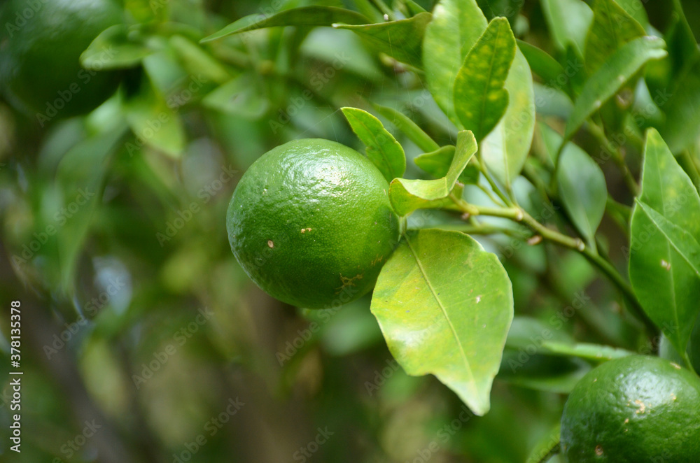 the green ripe orange with leaves and branch in the garden the green ripe orange with leaves and branch in the garden