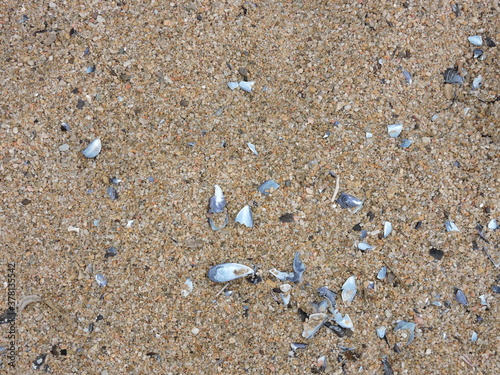 Beach sand with snails and pebbles