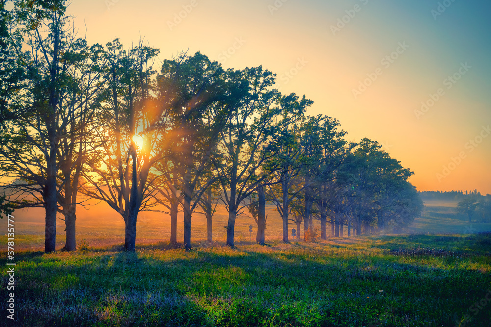 A car drives along a dusty road through an alley of a national park of oaks at sunset. Dust from the road against the background of the sun. Gauja. Latvia