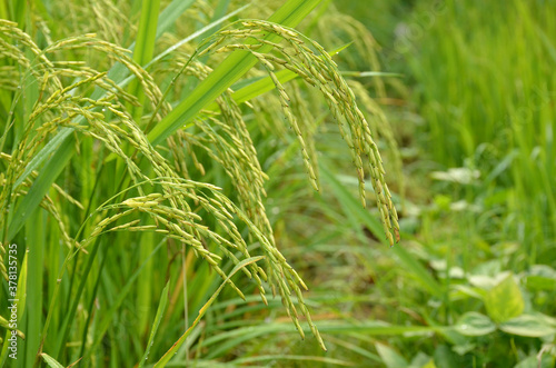 the green ripe paddy plant grains in the season.