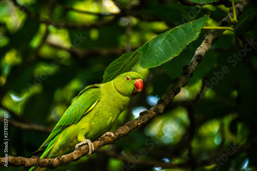 Photo of a beautiful and bright green bird, staying on top of a tree in the middle of the forest. 