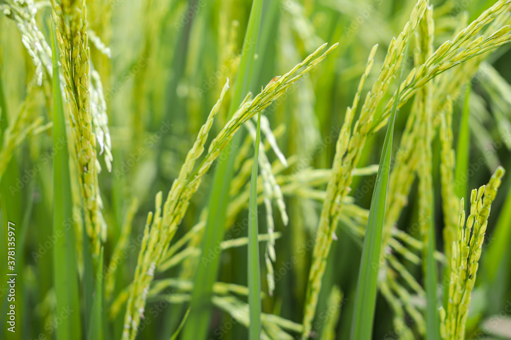 Rice in the field waiting for harvest Rice in the field waiting for harvest