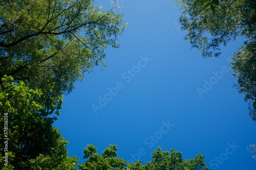 Blue clear sky framed by treetops.