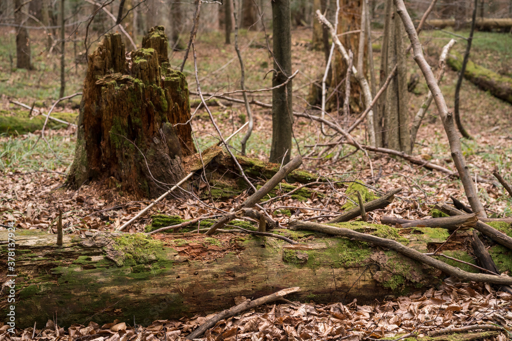 Fallen log and decayed trunk of fir Fallen log and decayed trunk of fir
