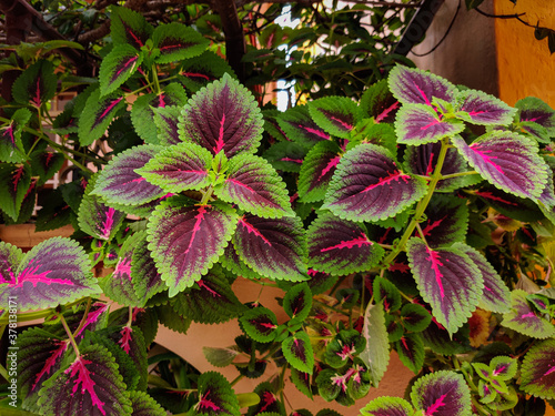 Beautiful coleus leaves in garden. Daylight. photo