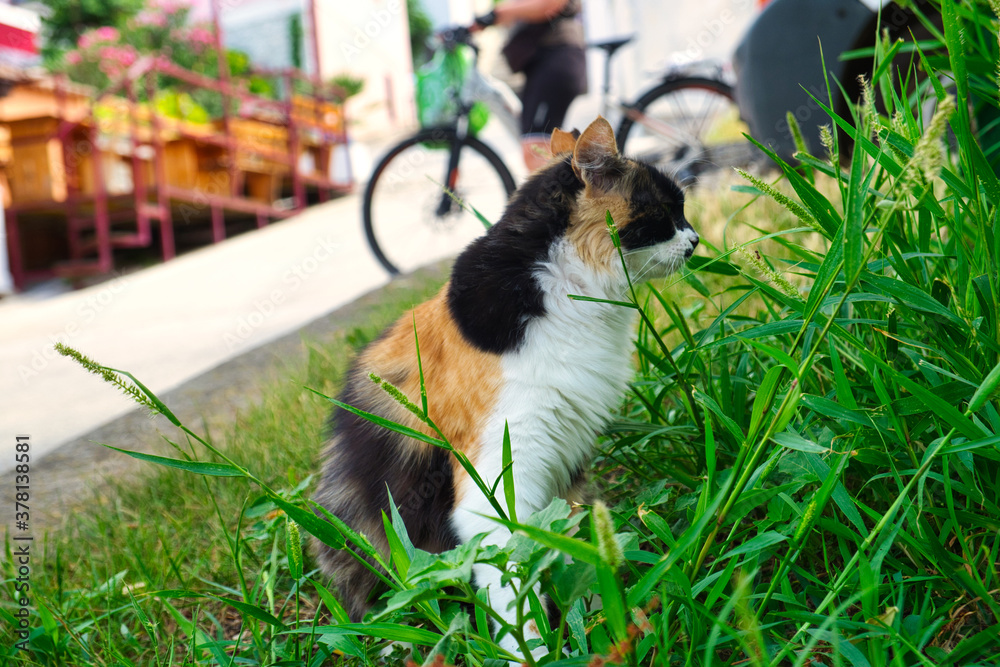 Obraz premium Pretty fluffy cat from cat shelter enjoying the last sun and the beginning of low season in Vrsar, Croatia