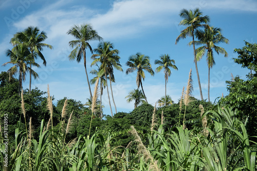 Wallpaper Mural Palm trees among the tropical jungle Torontodigital.ca