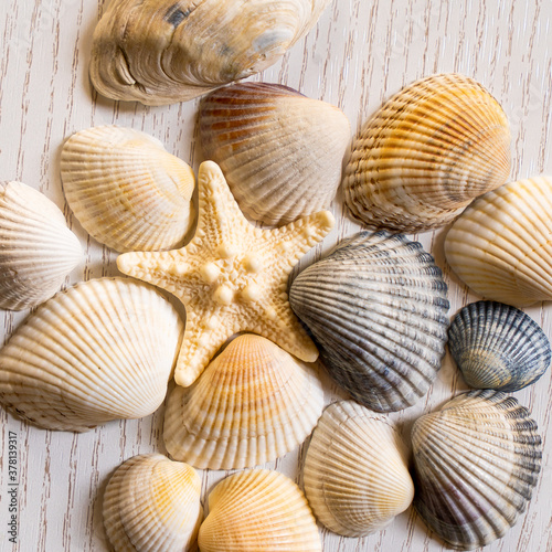 Sea, shells and glasses, sea star beach vacation