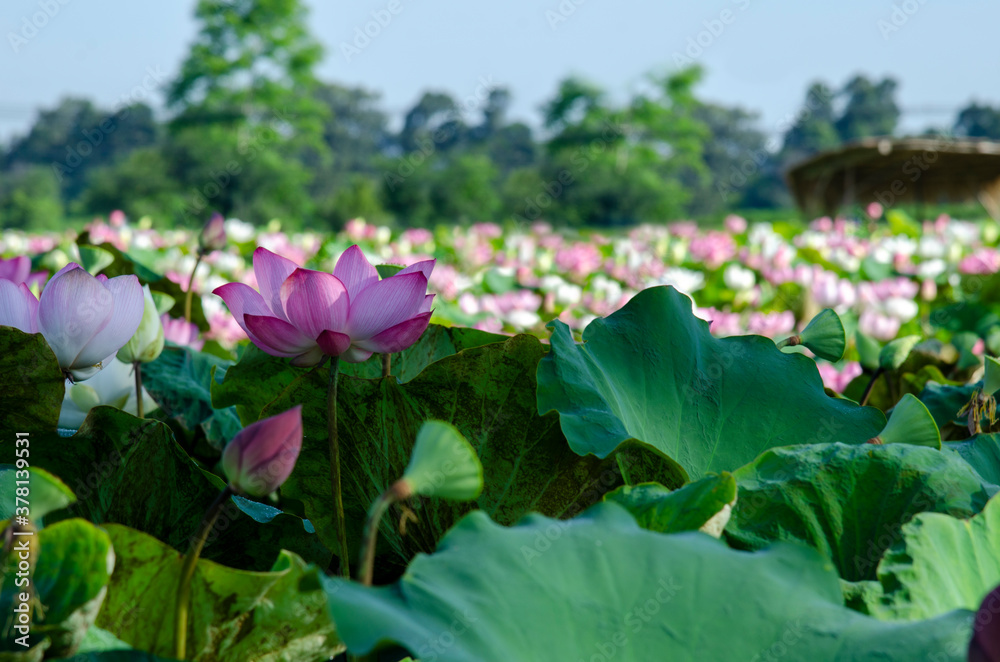 Close-up of lotus flower on the pond at sunrise. For thousands of years, the lotus flower has been admired as a sacred symbol.