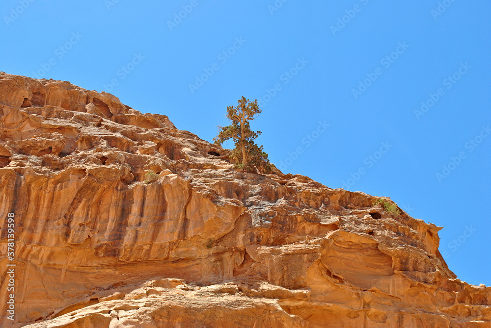 Tree on a rock in Petra, Jordan