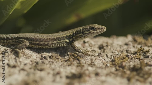 lizard on the stone