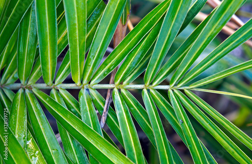 Seashore palm leaf  Allagoptera arenaria   Rio de Janeiro  Brazil