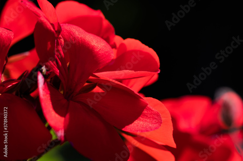  Red Petunia