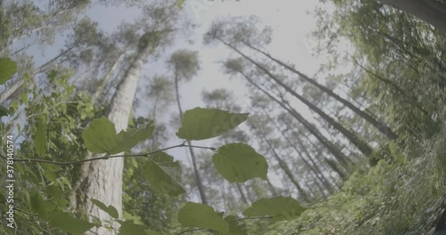 heart of forest
4k25p vlog